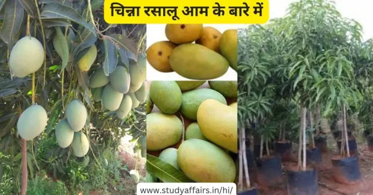 चिन्ना रसालू आम (Chinna Rasalu Aam), जिसे छोटा रसालू भी कहा जाता है। यह आम की एक विशेष प्रकार की किस्म है।