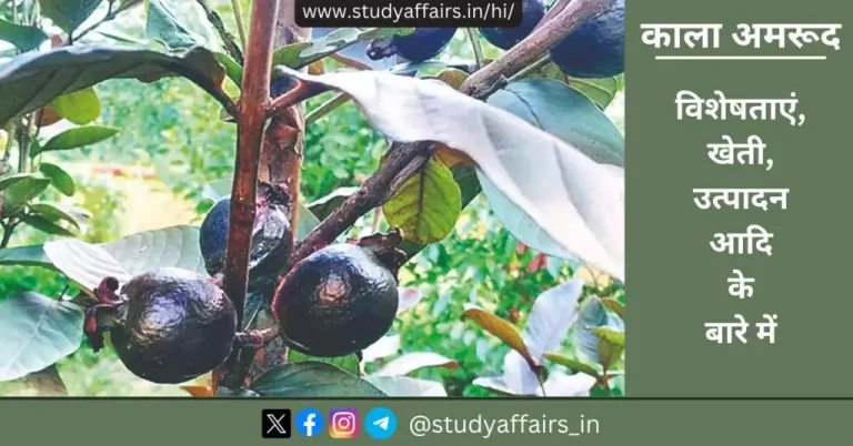 काला अमरूद (black guava fruit) जिसे अमरुद का बादशाह कहा जाता है। काले अमरूद को बिहार कृषि विश्वविद्यालय में विकसित किया गया है